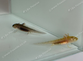 Axolotl