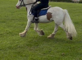 Gelded cob