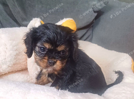 Beautiful cavalier king charles puppies