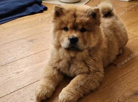 9 week old chow pup male