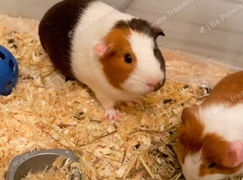 Bonded guinea pig pair looking for a new home