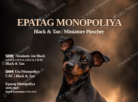 MINIATURE PINSCHER FOR STUD
