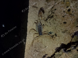Desert hairy scorpion and set up