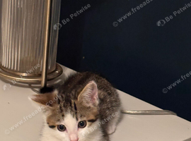 Kitten