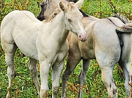 Elrbek Heatwave grullo champagne QH colt