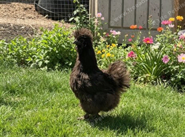 Two silkies
