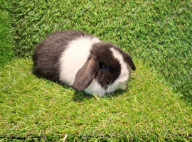 Min lops ready now