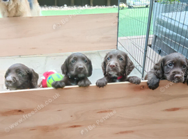 Beautiful Sprocker puppies