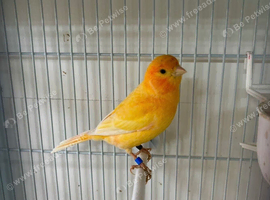 Canary breeding pair