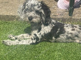 cockapoo toy F1B