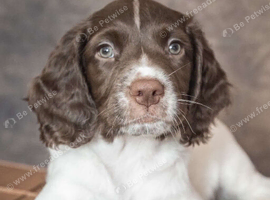 Ready now KC English Springer Spaniel