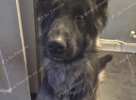 Female german shepard named stella
