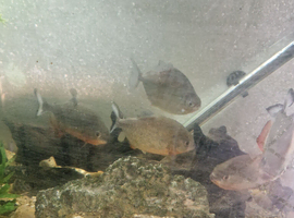 Four red belly piranha