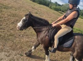 12 year old mare for sale