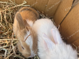 Beautiful lop babies