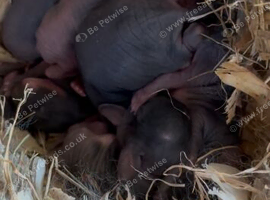 Otter coloured rabbit kits