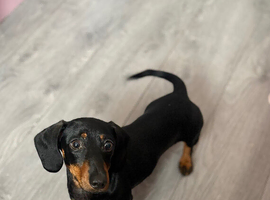 Milo the puppy is for sale
