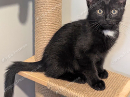 1 male kitten