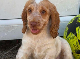 Show cocker spaniel girl nearly 11wk old