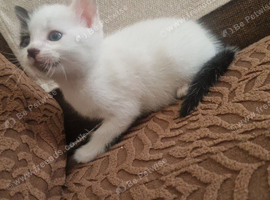 Beautiful kittens READY NOW