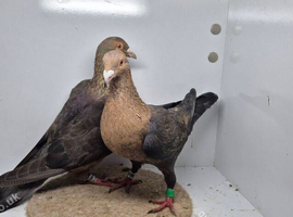 RARE GIMPLE RACING PIGEONS