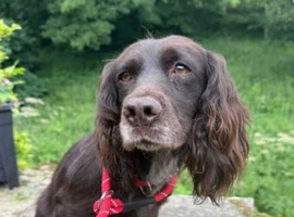 Older boy looking for a home