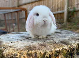 Mini lops ** Please read**