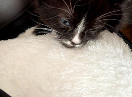 beautiful kitten for sale
