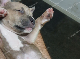 Last staffy male pup