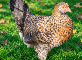 Hybrid - Swedish Flower Hen