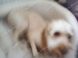 1 year old female cavapoo
