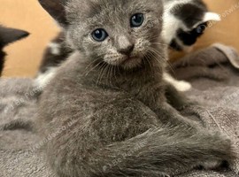 Stunning grey kitten available in 3 weeks