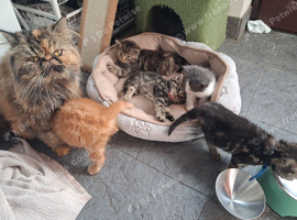 Half persian kittens