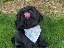 Black Shih Tzu Girl