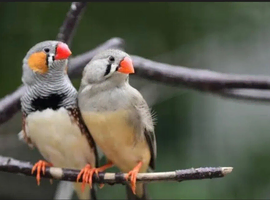 2026 Zebra Finches for sale