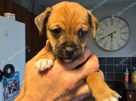 5 adorable 7 week old puppies