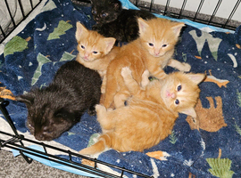 Mixed litter kittens ( ginger females)