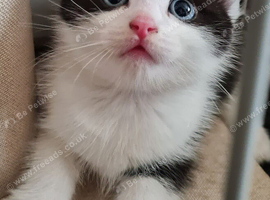 LAST KITTEN AVAILABLE. Ragdoll Mix Bhs