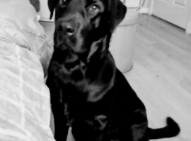 Puppy for sale