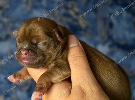 Beautiful Shih Tzu Puppies