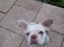 Frenchie x pug
