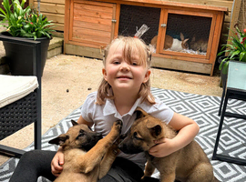 3 Belgian Malinois puppies