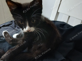 1 male kitten