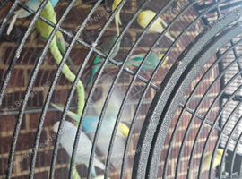 3 cockatiels, 20 budgies, 2 get wing canarys 1 yellow canary 2 diamond doves 7 love birds
