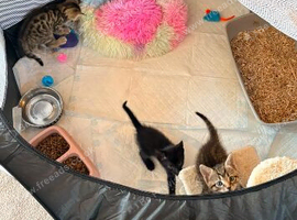 Tabby Kittens