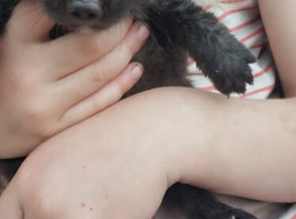 Arctic/Polar Fox Cubs Males Only