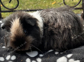 Texel girl guniea pigs