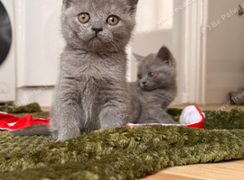 British shorthair kittens
