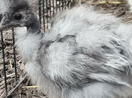 Silkie naked necks unsexed 8 weeks old off heat