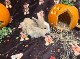 lionhead bunnies